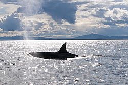 ������� (Orcinus orca) ���������� �����, �������� ����, ������