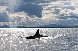 ������� (Orcinus orca) ���������� �����, �������� ����, ������
