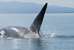 ������� (Orcinus orca) ���������� �����, �������� ����, ������