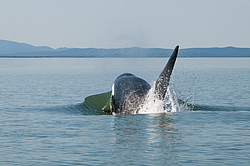 ������� (Orcinus orca) ���������� �����, �������� ����, ������