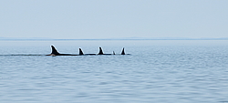 ������� (Orcinus orca) ���������� �����, �������� ����, ������