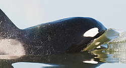 ������� (Orcinus orca) ���������� �����, �������� ����, ������