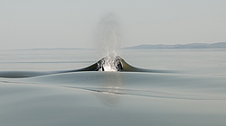 ������� (Orcinus orca) ���������� �����, �������� ����, ������