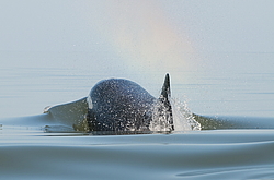 ������� (Orcinus orca) ���������� �����, �������� ����, ������