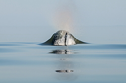 ������� (Orcinus orca) ���������� �����, �������� ����, ������