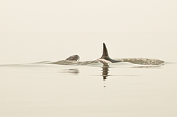 ������� (Orcinus orca) ���������� �����, �������� ����, ������