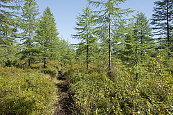 ���������, ������� �������, ������ ����, �������� ����, ������