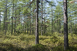 ���������, ������� �������, ������ ����, �������� ����, ������