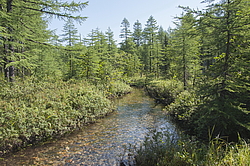 ���������, ������� �������, ������ ����, �������� ����, ������