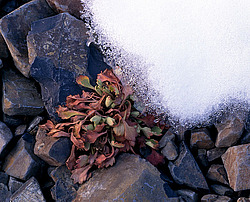 ����������� �������. ������ � �������