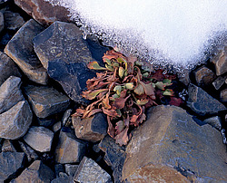 ����������� �������. ������ � �������