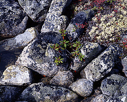 ����������� �������. ������ � �������