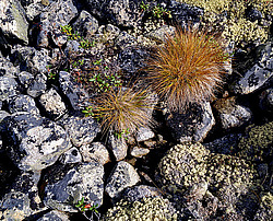 ����������� �������. ������ � �������