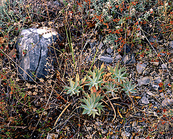 ����. ������ � �������