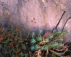 ����. ������ � �������