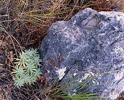 ����. ������ � �������