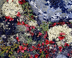 ����������� �������. ������ � �������