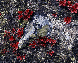 ����������� �������. ������ � �������