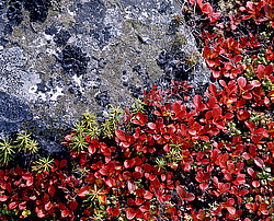 ����������� �������. ������ � �������