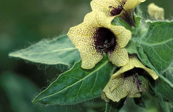 Poisonous plant a benbane (Hiosciamus niger)