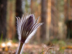 spreading pasqueflower