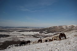 ��-�����, ����