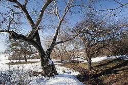 ��-�����, ����