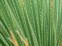 ����, �������, �����