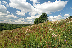 ������ ������. ��������. ���������� �����-�����������