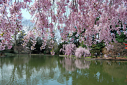 ������ (Prunus serrulata) �������. ������� ������������ ���