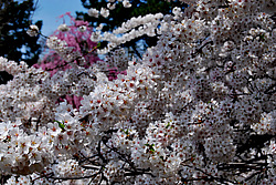 ������ (Prunus serrulata) �������. ������� ������������ ���
