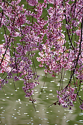 ������ (Prunus serrulata) �������. ������� ������������ ���