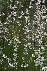 ������ (Prunus serrulata) �������. ������� ������������ ���