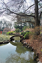 ������ (Prunus serrulata) �������. ������� ������������ ���