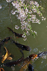 ������ (Prunus serrulata) �������. ������� ������������ ���