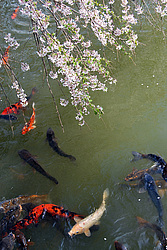 ������ (Prunus serrulata) �������. ������� ������������ ���