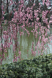 ������ (Prunus serrulata) �������. ������� ������������ ���