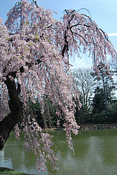 ������ (Prunus serrulata) �������. ������� ������������ ���