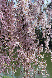 ������ (Prunus serrulata) �������. ������� ������������ ���