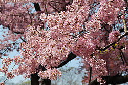 ������ (Prunus serrulata) �������. ������� ������������ ���