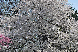 ������ (Prunus serrulata) �������. ������� ������������ ���