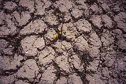 �����, �����, ��������