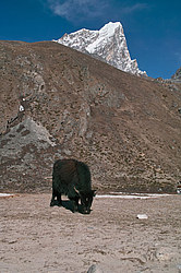 ���������� �������, ���� ������� ������� ������ - �� ����� � ��������� �������� ��������.