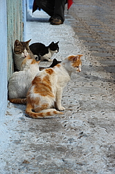 �������,  ����� ������� (�����, ����������� � ������� ����)