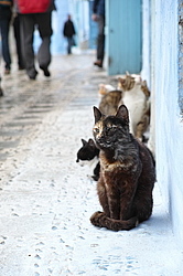 �������,  ����� ������� (�����, ����������� � ������� ����)