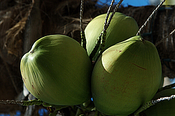 �������, ������, ������ (������� ����)