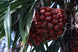 �������, ������, �����