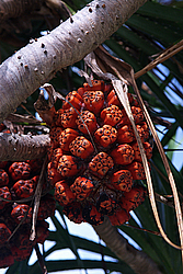 �������, ������, �����