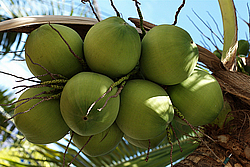 �������, ������, ������ (������� ����)