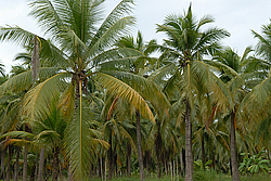 �������, ������